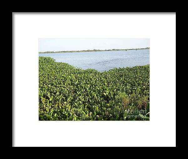 Water Lilly Framed Print featuring the photograph Swamp Hyacinths Water Lillies by Joseph Baril