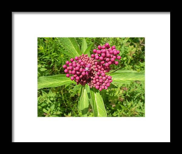 Nature Framed Print featuring the photograph Swamp milkweed by David Pickett