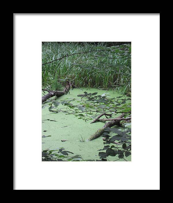  Framed Print featuring the photograph Swamp by Nora Boghossian