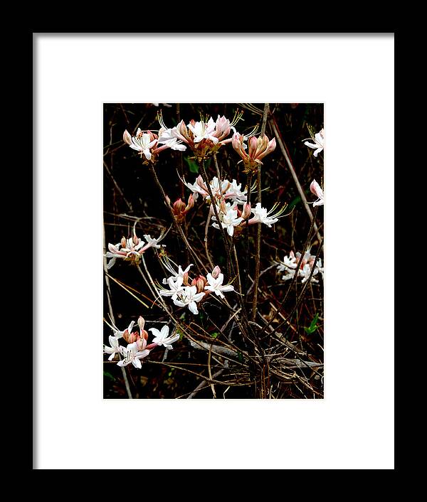 Swamp Pretties Framed Print featuring the photograph Swamp Pretties by Kim Pate
