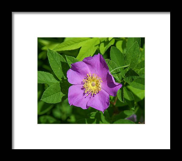 Marsh Framed Print featuring the photograph Swamp Rose DSMF220 by Gerry Gantt