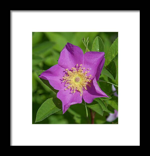 Marsh Framed Print featuring the photograph Swamp Rose Just Opening DSMF219 by Gerry Gantt