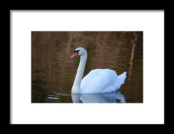 Swan Photographs Framed Print featuring the photograph Swan 1 by Ricardo Dominguez