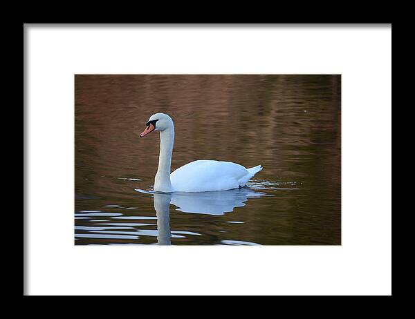 Swan Photographs Framed Print featuring the photograph Swan 6 by Ricardo Dominguez