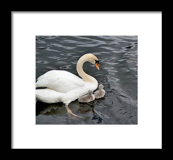 Swan Framed Print featuring the photograph Swan and Cygnets by Kathy King