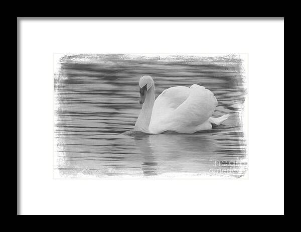 Swan Framed Print featuring the digital art Swan Art by Jayne Carney