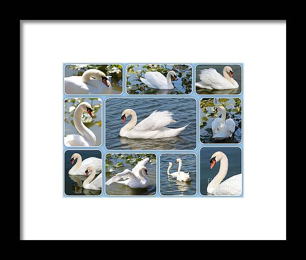 Swan Framed Print featuring the photograph Swan Collage in Blue by Carol Groenen