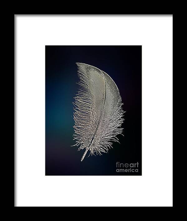 Digital Framed Print featuring the digital art Swan Feather by Klara Acel
