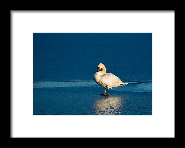 Swan Framed Print featuring the photograph Swan In Last Sunlight On Frozen Lake by Andreas Berthold