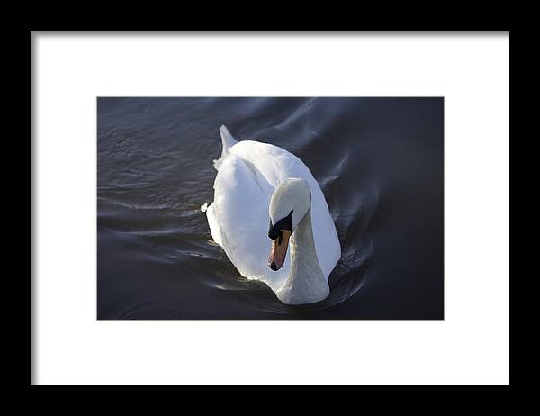 White Framed Print featuring the photograph Swan in motion by Denise Cicchella