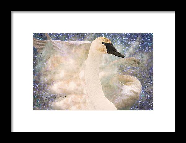 Bird Framed Print featuring the photograph Swan Journey by Kathy Bassett