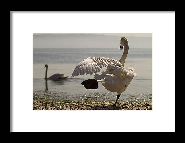  Framed Print featuring the photograph Swan Lake by Karim SAARI
