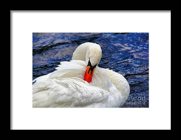 Swan Lake Framed Print featuring the photograph Swan Lake by Mariola Bitner