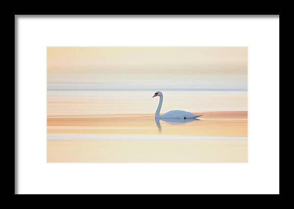 Denmark Framed Print featuring the photograph Swan by Leif L??ndal