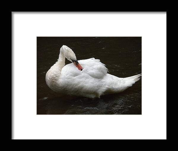 Birds Framed Print featuring the photograph Swan One by Teresa Tilley