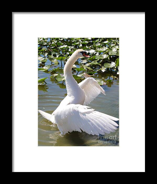 Swan Framed Print featuring the photograph Swan Pose by Carol Groenen