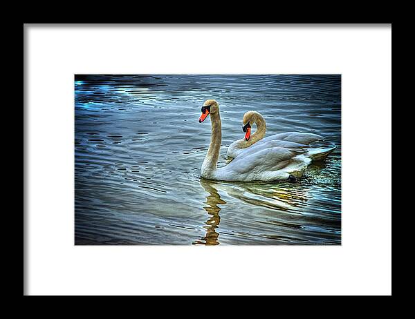 Swans Framed Print featuring the photograph Swan song by Dennis Baswell