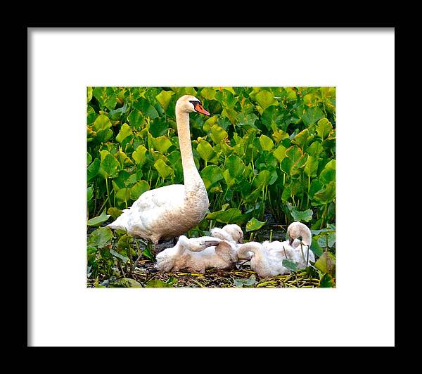 Swan Framed Print featuring the photograph Swan Song by Frozen in Time Fine Art Photography