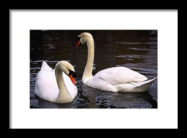 Birds Framed Print featuring the photograph Swans Two by Elf EVANS
