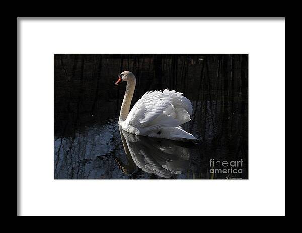 Swan Framed Print featuring the photograph Swan with Reflection by Eleanor Abramson