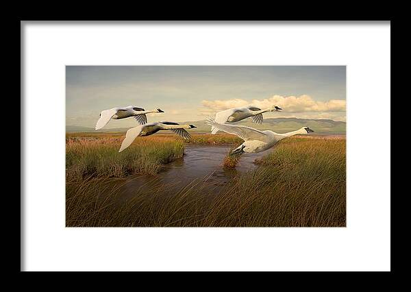 Swans Framed Print featuring the digital art Swans Aloft at Dawn by M Spadecaller