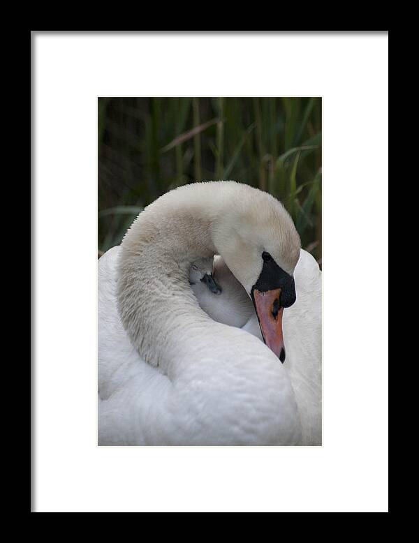 Swan Framed Print featuring the pyrography Swans Love by Terry Cosgrave