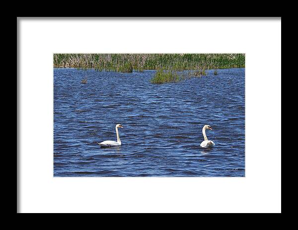 White Framed Print featuring the photograph Swans by Toby McGuire