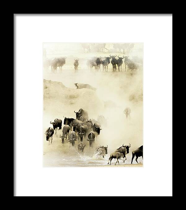 Serengeti Framed Print featuring the photograph Swarming by Husain Alfraid