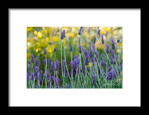 Flower Framed Print featuring the photograph Sweet and Savory by Tamara Becker