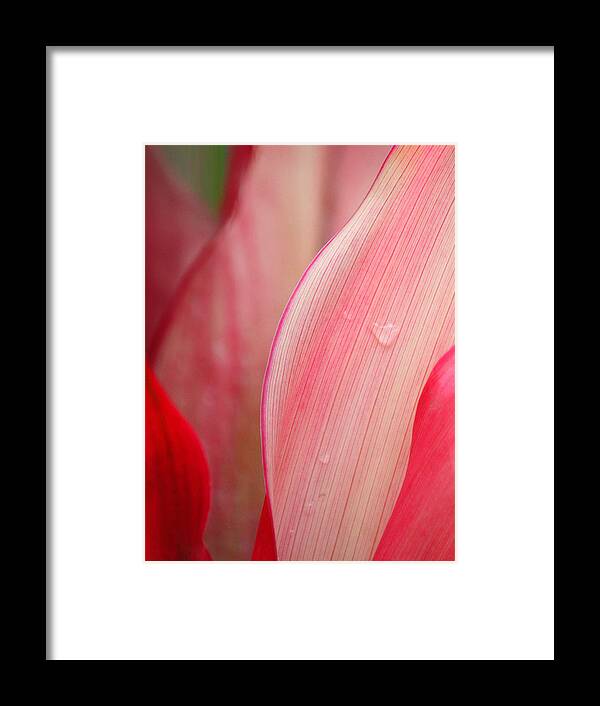 Sweetness Framed Print featuring the photograph Sweet Angel's Tear by The Art Of Marilyn Ridoutt-Greene