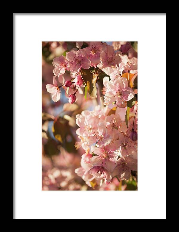 Biological Framed Print featuring the photograph Sweet Crabapple Blossom (malus Coronaria) by Maria Mosolova/science Photo Library