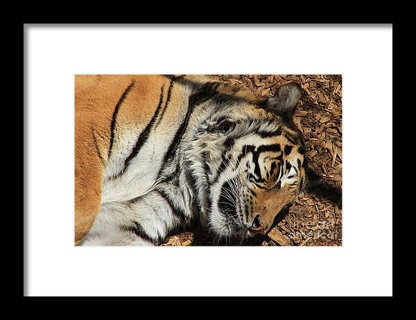 Tiger Framed Print featuring the photograph Sweet Dreams by Fiona Kennard