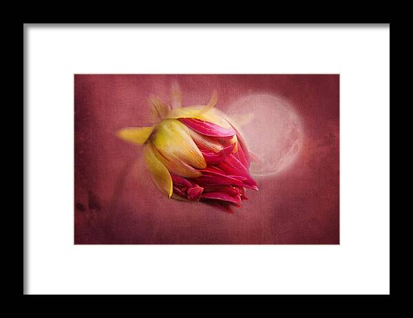 Flower Framed Print featuring the photograph Sweet Dreams by Marina Kojukhova