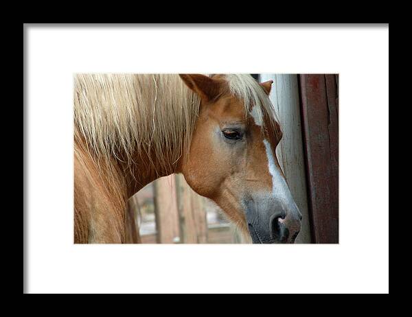 Horse Framed Print featuring the photograph Sweet Face by Aimee L Maher ALM GALLERY