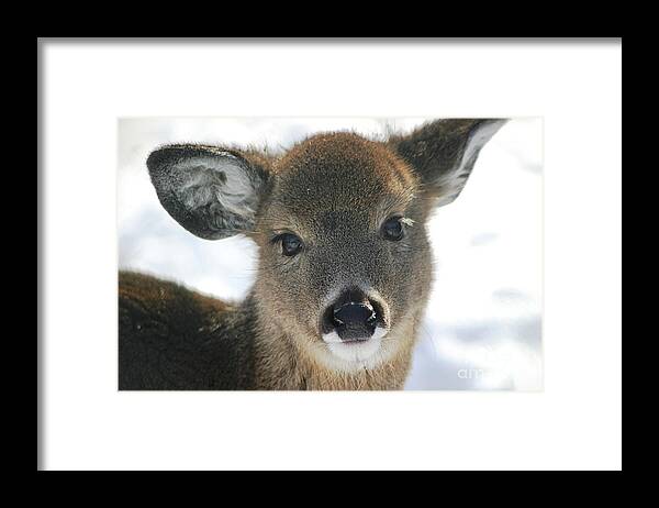 Deer Framed Print featuring the photograph Sweet Face by Living Color Photography Lorraine Lynch