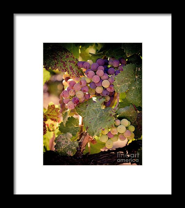 Grapes Framed Print featuring the photograph Sweet Grapes by Ana V Ramirez