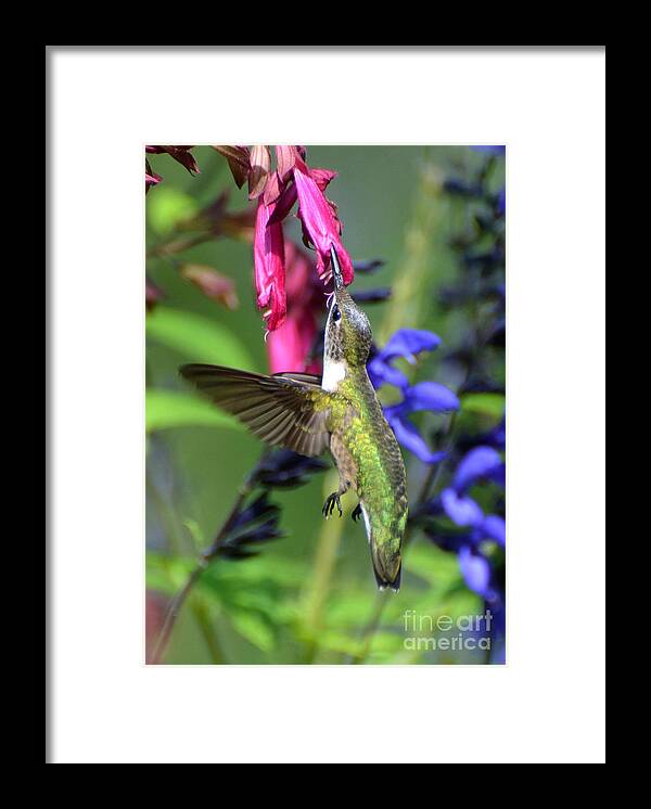Birds Framed Print featuring the photograph Sweet Hummer by Kathy Baccari