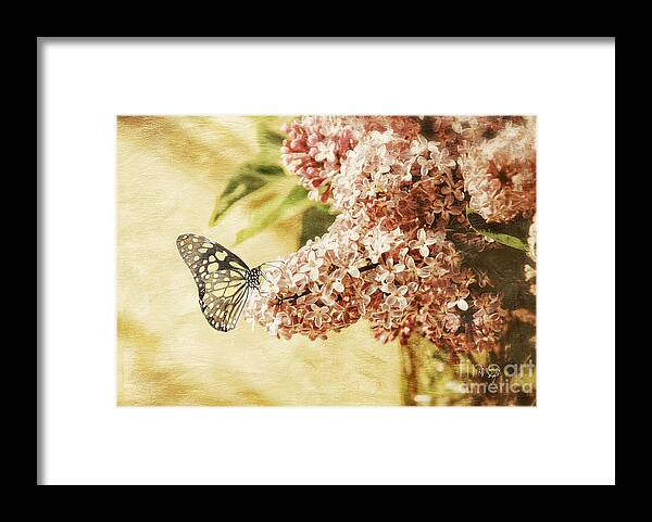 Butterfly Framed Print featuring the photograph Sweet Lilacs by Lois Bryan