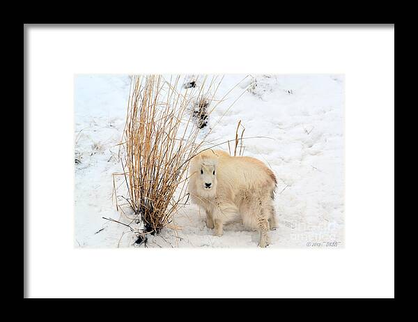 Mountain Goats Framed Print featuring the photograph Sweet Little One by Dorrene BrownButterfield
