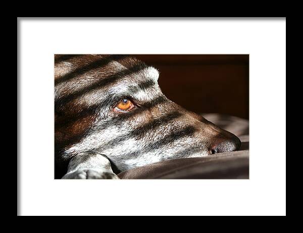 German Shorthaired Pointer Framed Print featuring the photograph Sweet Madie Girl by Brook Burling