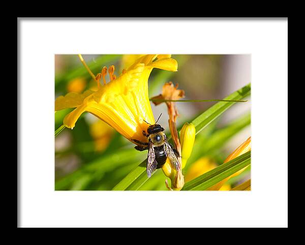Bee Framed Print featuring the photograph Sweet Nectar by Jerome Lynch