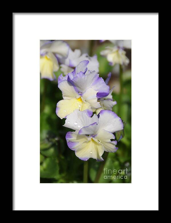 Pansy Framed Print featuring the photograph Sweet Pansy by Sarah Schroder