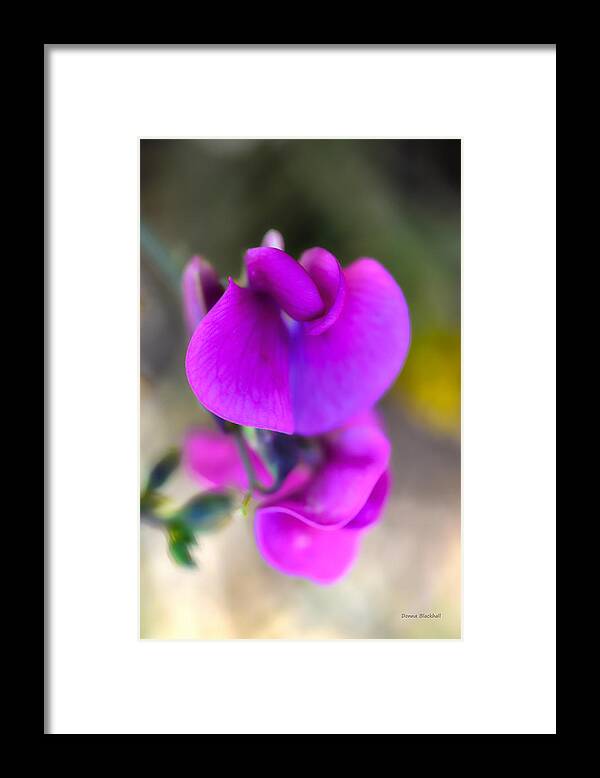 Sweet Pea Framed Print featuring the photograph Sweet Pea by Donna Blackhall