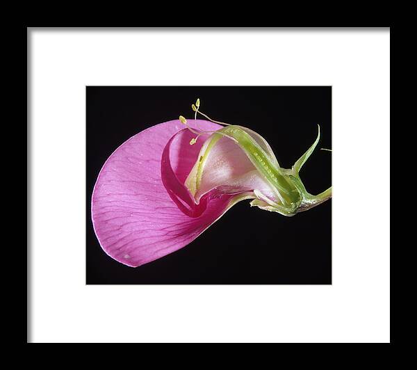 Sweet Pea Framed Print featuring the photograph Sweet Pea Flower by Jean-Michel Labat