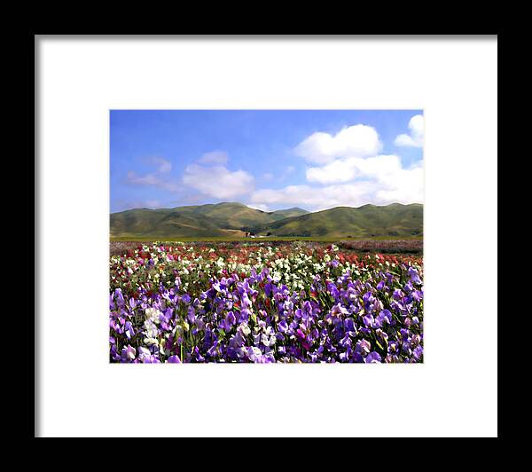 Flowers Framed Print featuring the photograph Sweet Peas Galore by Kurt Van Wagner