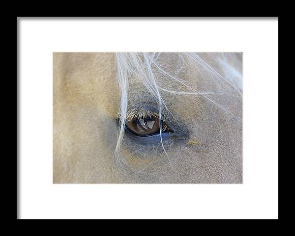 Horse Framed Print featuring the photograph Sweet Soul by Marilyn Wilson
