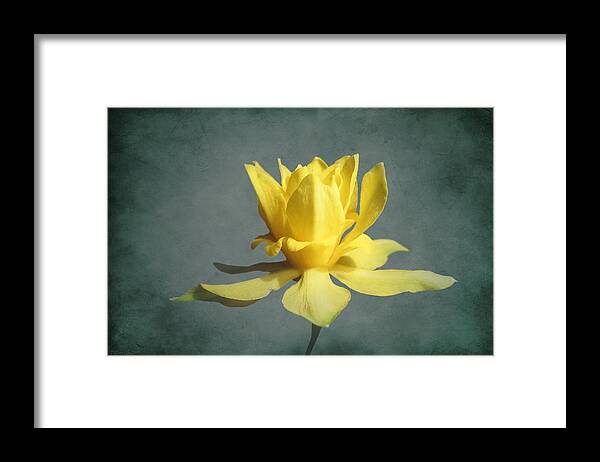 Flower Framed Print featuring the photograph Sweet Sue by Deborah Smith