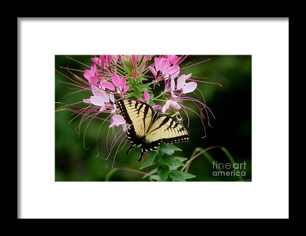 Butterfly Framed Print featuring the photograph Sweet Swallowtail by Living Color Photography Lorraine Lynch