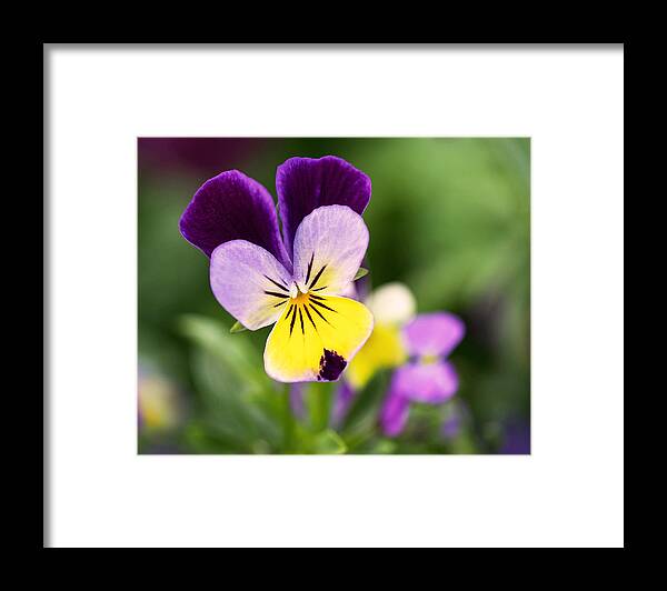 Violet Framed Print featuring the photograph Sweet Violet by Rona Black
