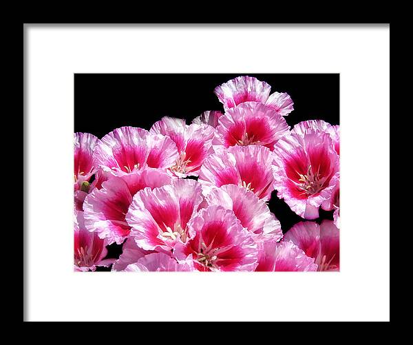 Pink Red Framed Print featuring the photograph Sweet William Bouquet by Mary Lane